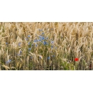 General Gamebird Mix. Cover Crop. 1 acre pack. Sold out until March 2024
